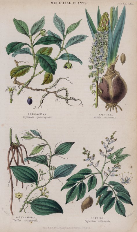 Ipecacuanha; Scille; Salsepareille; Copaïba - W. Fitch