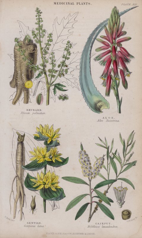 Rhubarbe; Aloès; Gentiane; Cajeput (gravure en couleur) - W. Fitch