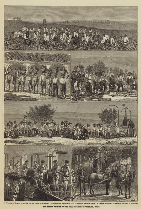La vendange de sherry dans le vignoble de Cerro de Obregon, Jerez - Walter Paget