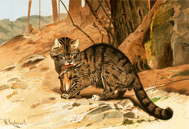 Chat sauvage - Wilhelm Kuhnert