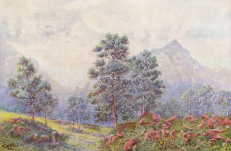 Arbres d