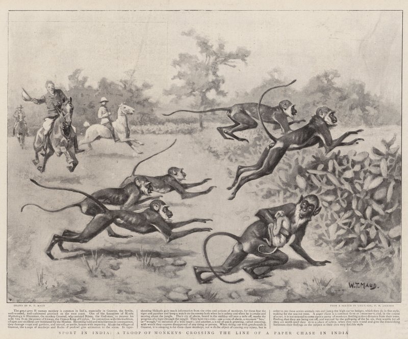 Sport en Inde, une troupe de singes traversant la ligne d
