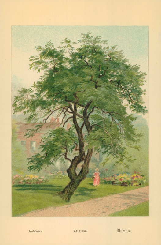 Acacia - William Henry James Boot