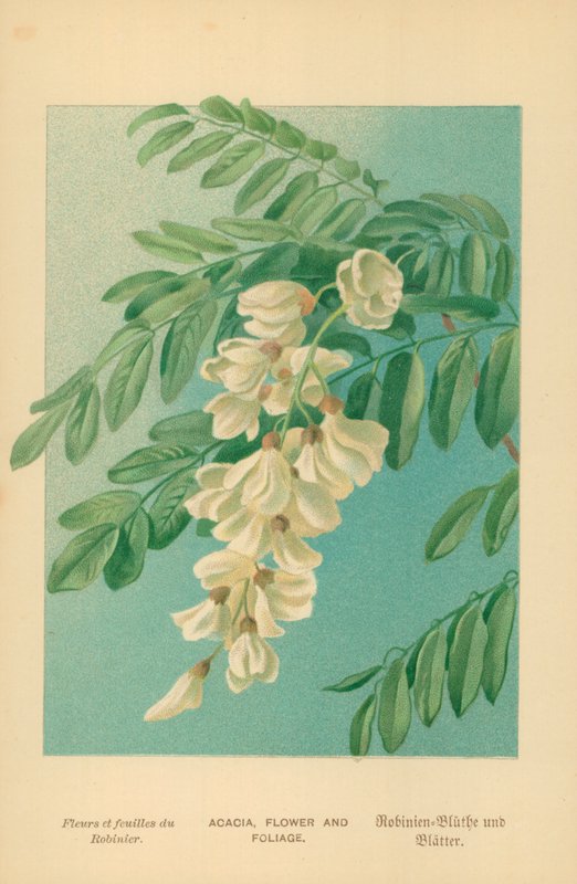 Acacia, Fleur et Feuillage - William Henry James Boot