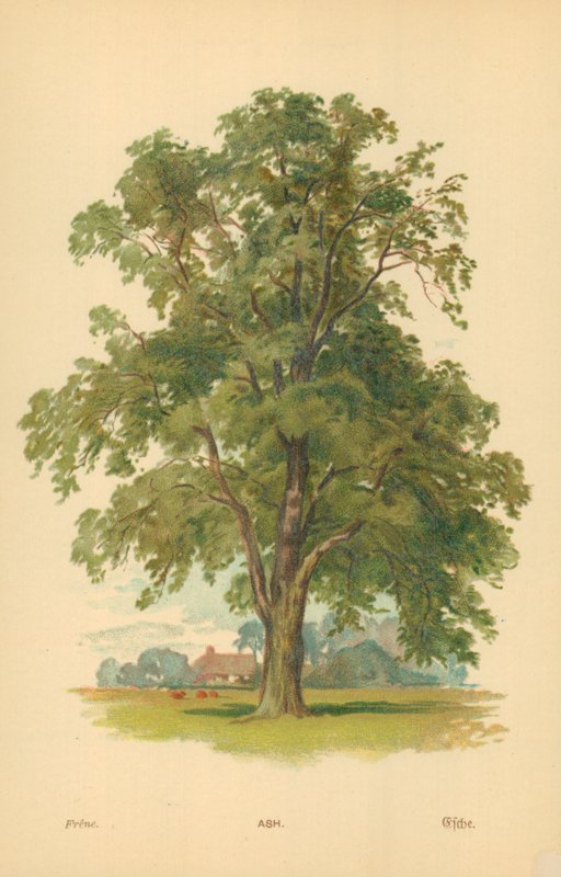 Frêne - William Henry James Boot