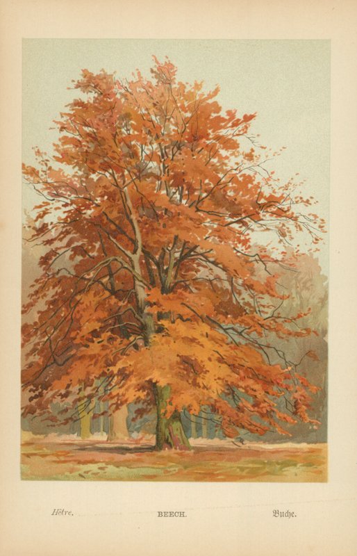 Hêtre - William Henry James Boot