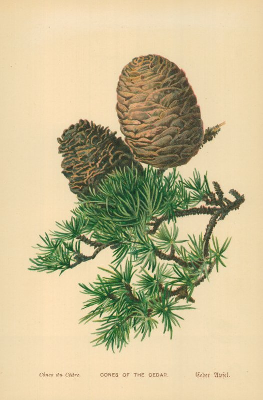 Cônes de cèdre - William Henry James Boot
