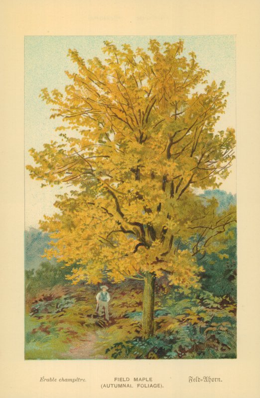 Érable champêtre (Feuillage automnal) - William Henry James Boot