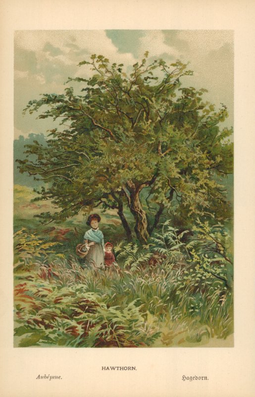 Aubépine - William Henry James Boot