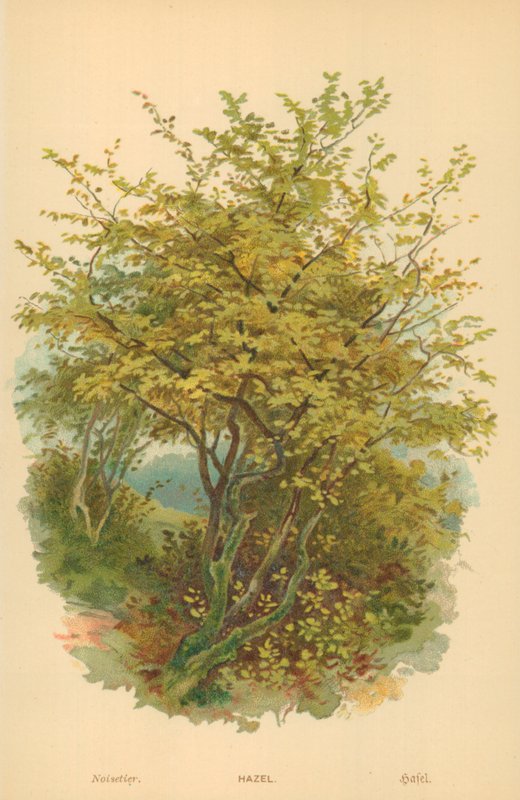 Noisette - William Henry James Boot