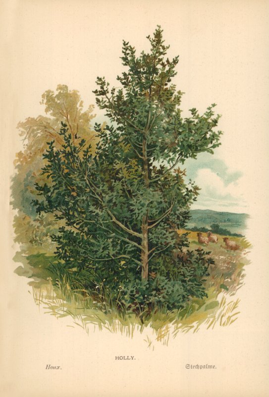 Houx - William Henry James Boot