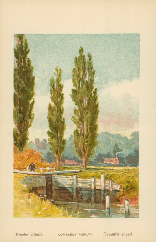 Peuplier de Lombardie - William Henry James Boot