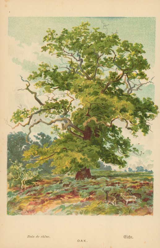 Chêne - William Henry James Boot