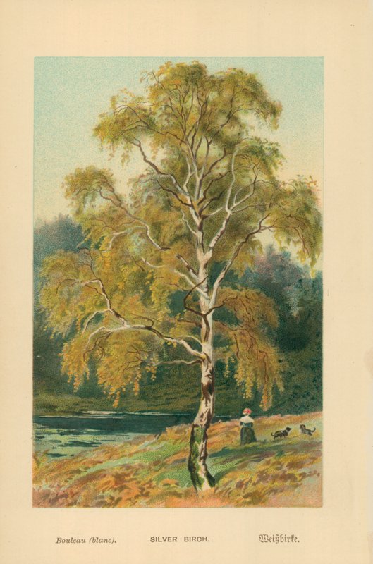 Bouleau argenté - William Henry James Boot