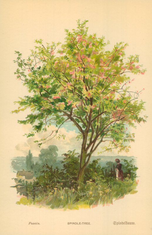 Fusain - William Henry James Boot