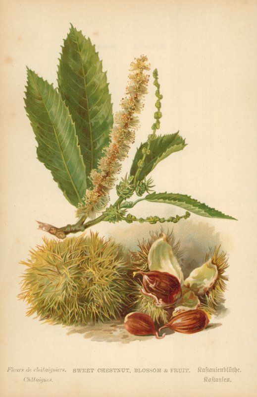 Châtaignier, Fleur et Fruit - William Henry James Boot