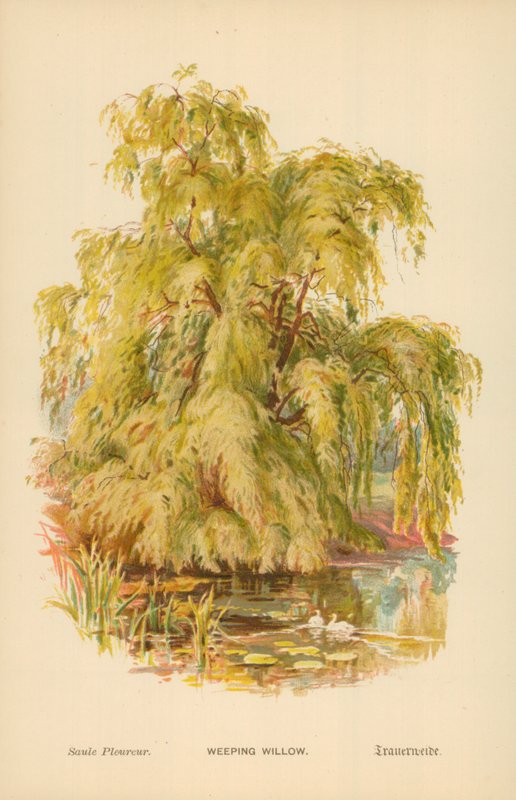 Saule pleureur - William Henry James Boot