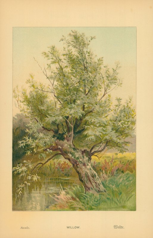 Saule - William Henry James Boot
