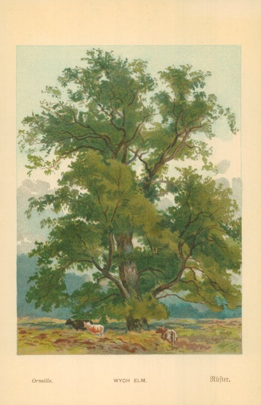 Orme de Wych - William Henry James Boot
