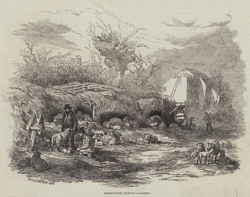 Images agricoles, agnelage - William James Linton