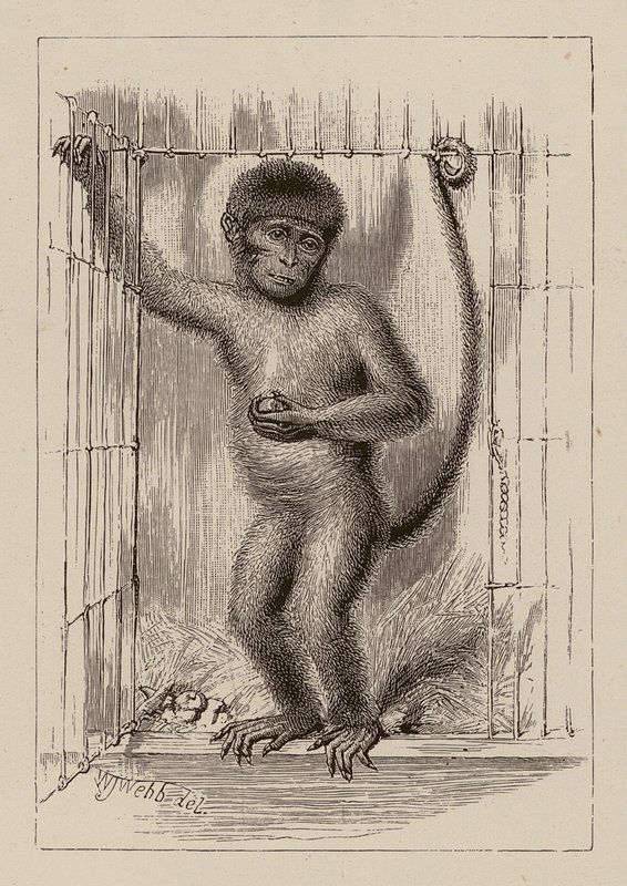 Le singe-nègre - William James Webbe