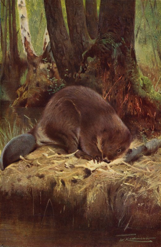 Castor - after Wilhelm Kuhnert