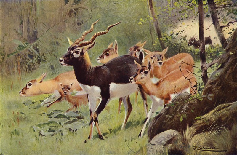 Antilope cervicapre - after Wilhelm Kuhnert
