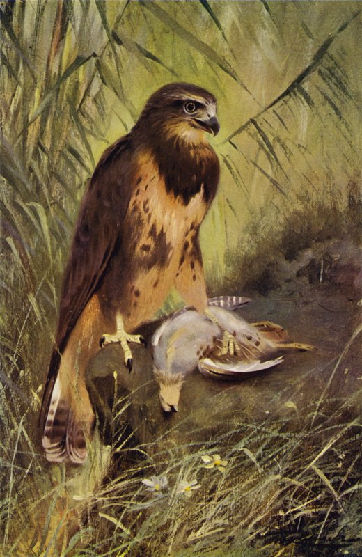 Buse - after Wilhelm Kuhnert