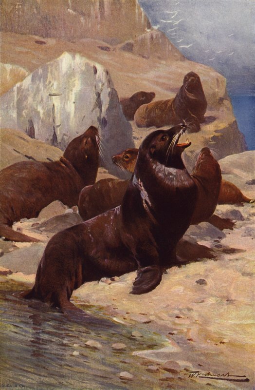Lion de mer de Californie - after Wilhelm Kuhnert