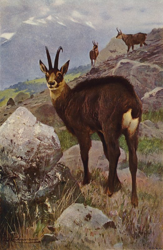 Chamois - after Wilhelm Kuhnert