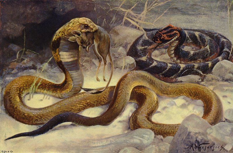 Cobra et vipère soufflante - after Wilhelm Kuhnert