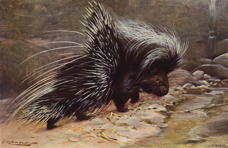 Porc-épic à crête - after Wilhelm Kuhnert