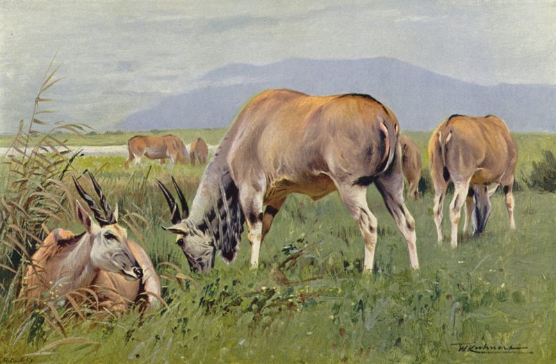 Éland - after Wilhelm Kuhnert