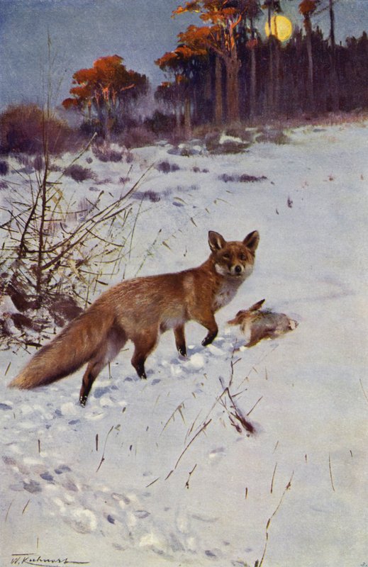 Renard - after Wilhelm Kuhnert