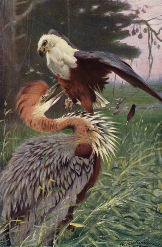 Héron géant et aigle de mer - after Wilhelm Kuhnert