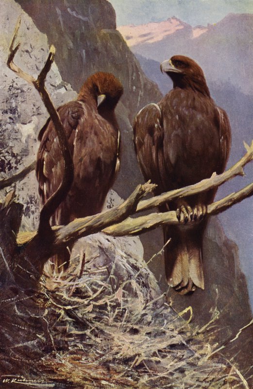 Aigle royal - after Wilhelm Kuhnert
