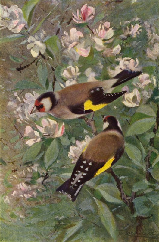 Chardonneret élégant - after Wilhelm Kuhnert