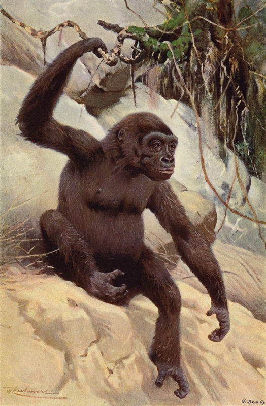 Gorille - after Wilhelm Kuhnert