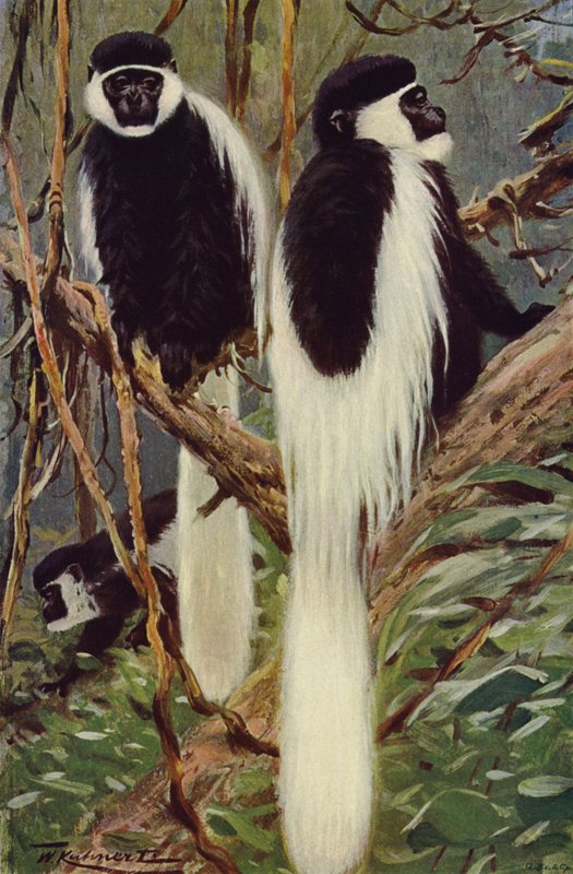 Guereza - after Wilhelm Kuhnert