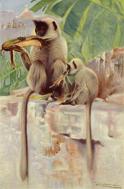 Singe Hanuman - after Wilhelm Kuhnert