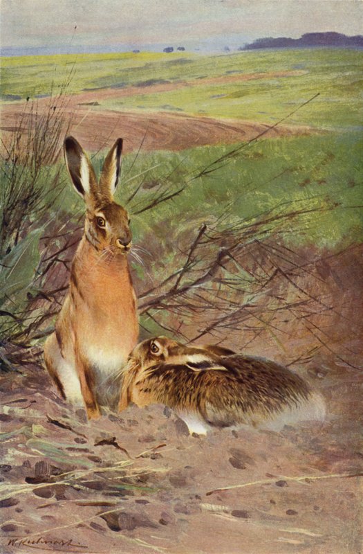 Lièvre - after Wilhelm Kuhnert