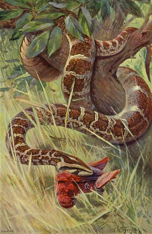 Python indien - after Wilhelm Kuhnert