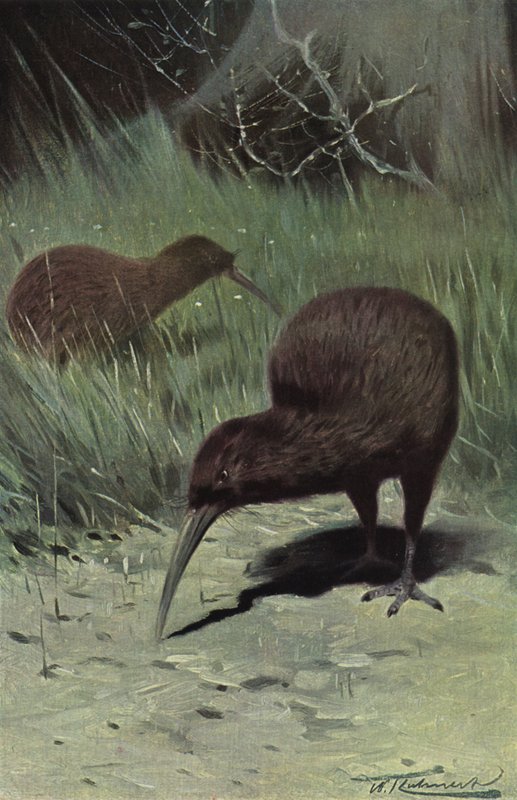 Kiwi - after Wilhelm Kuhnert