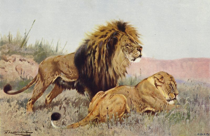 Lion et lionne - after Wilhelm Kuhnert