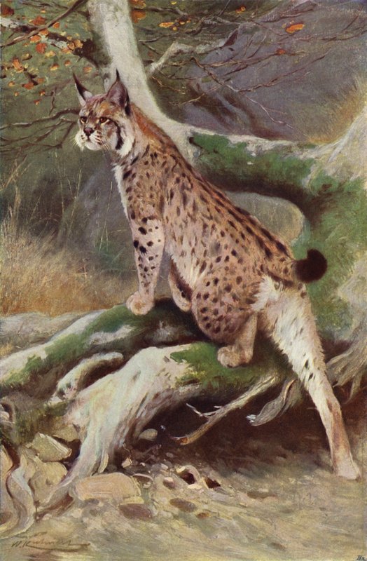 Lynx - after Wilhelm Kuhnert