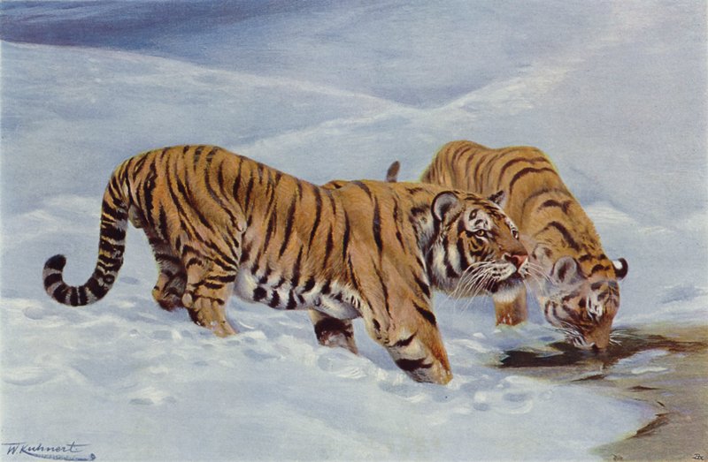 Tigre de Mandchourie - after Wilhelm Kuhnert
