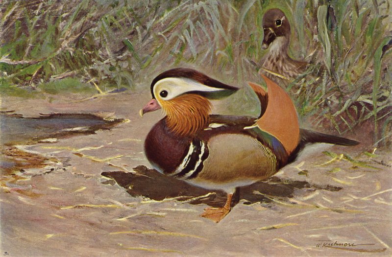 Canard mandarin - after Wilhelm Kuhnert