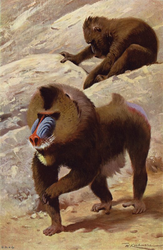 Mandrill - after Wilhelm Kuhnert