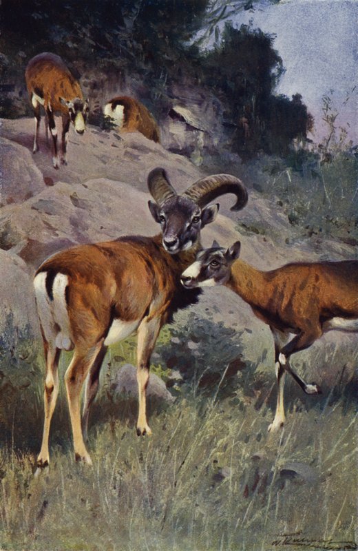 Mouflon - after Wilhelm Kuhnert