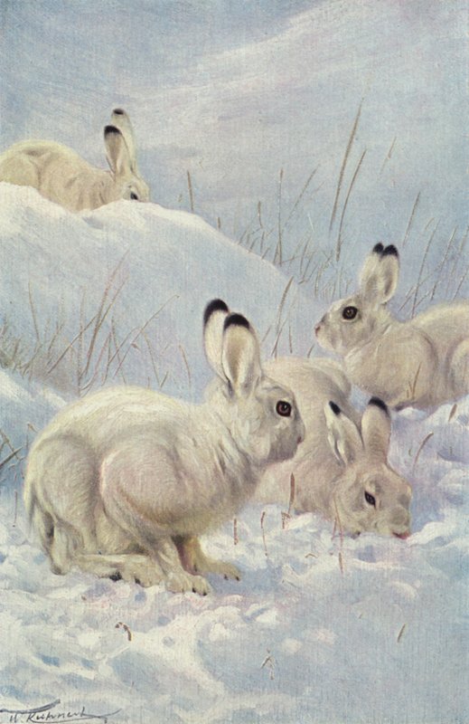 Lièvre des montagnes - after Wilhelm Kuhnert